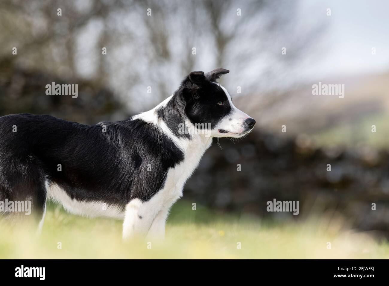 Young border collie sheepdog just starting to work. North Yorkshire, UK. Stock Photo