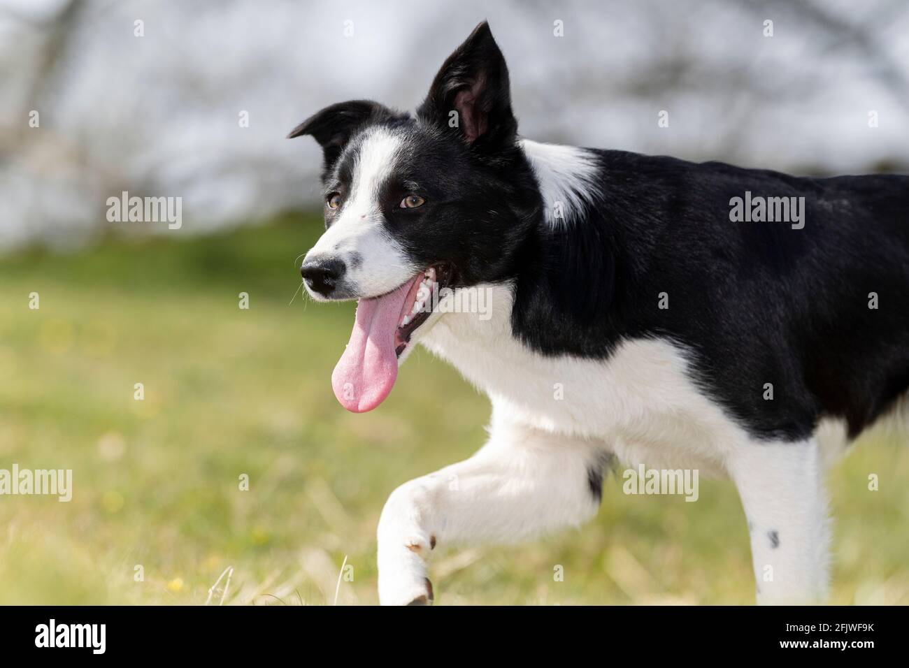 Young border collie sheepdog just starting to work. North Yorkshire, UK. Stock Photo