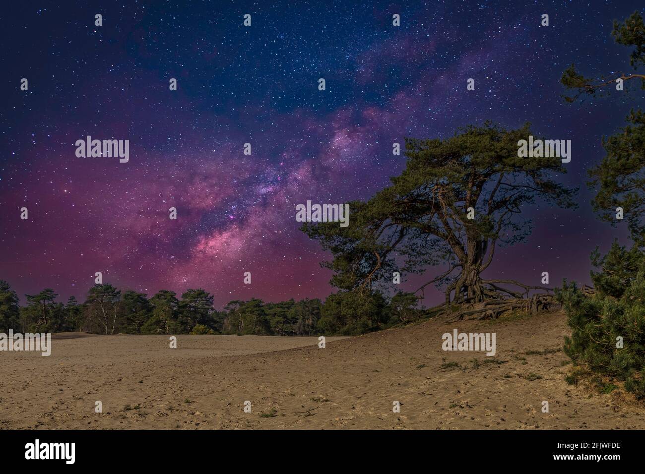 Colorful dramatic starry sky in Soesterduinen nature reserve in the Netherlands, a sand drift overgrown with scattered groups of coniferous trees in a Stock Photo