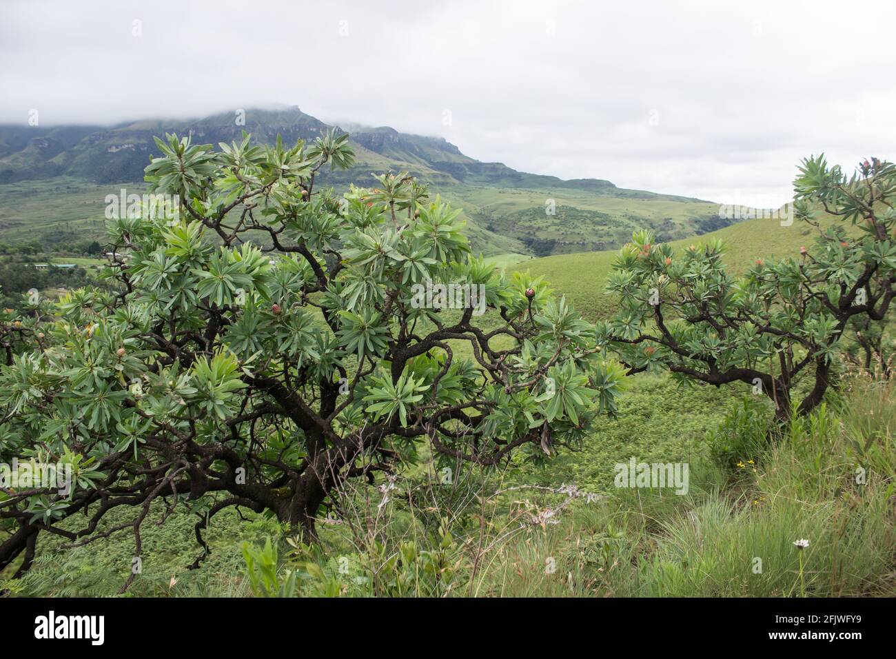 A common Sugar bush, in an Afromontane Grassland, with the mist covered Drakensberg Mountains, South Africa in the background. Stock Photo