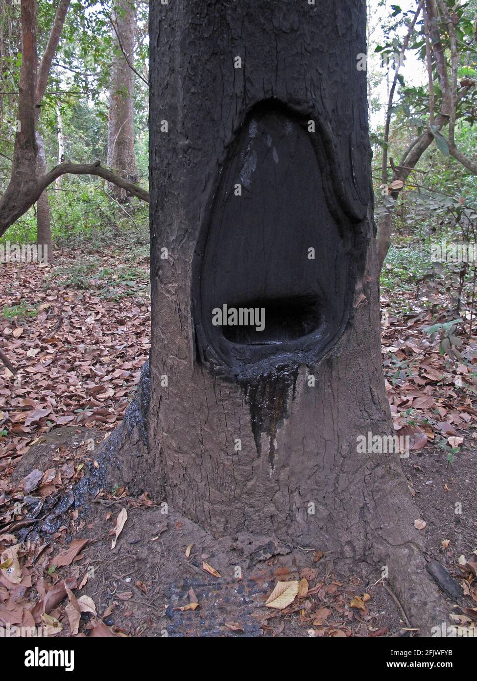 fire hole cut into Dipterocarpus alatus tree trunk for 'burning out' the resin which is used as a wood varnish Prey Veng, Cambodia             January Stock Photo