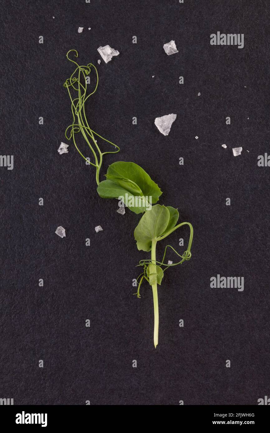 Microgreens. Tiny pea leaf with sea salt flake on black background, flat lay. Professional foodstyling. Stock Photo