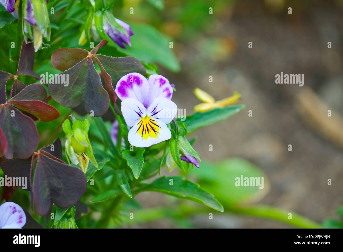 Flowers of a plant Pansies close-up. Garden flowers in the flowerbed ...