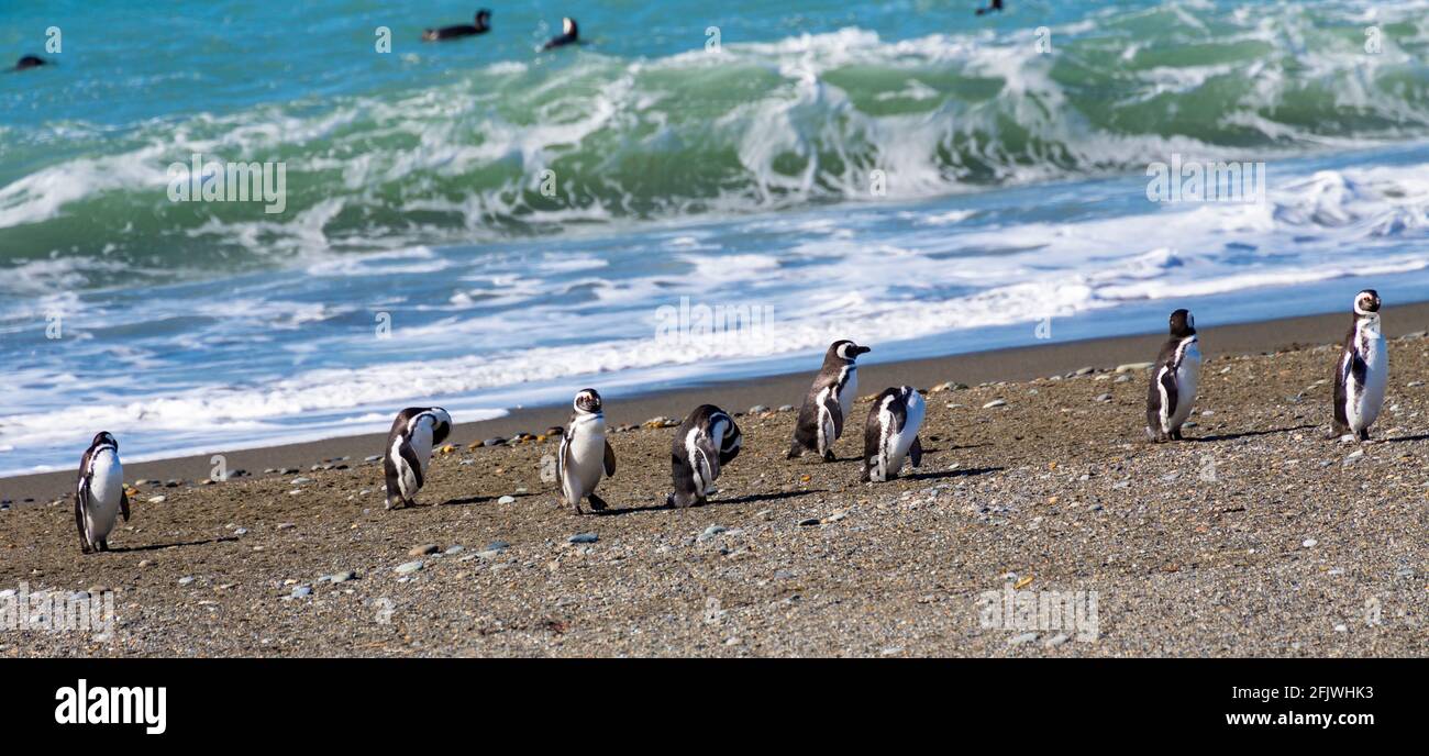 Penguins in the pinguinera Faro Cabo Virgenes, in Argentina Stock Photo