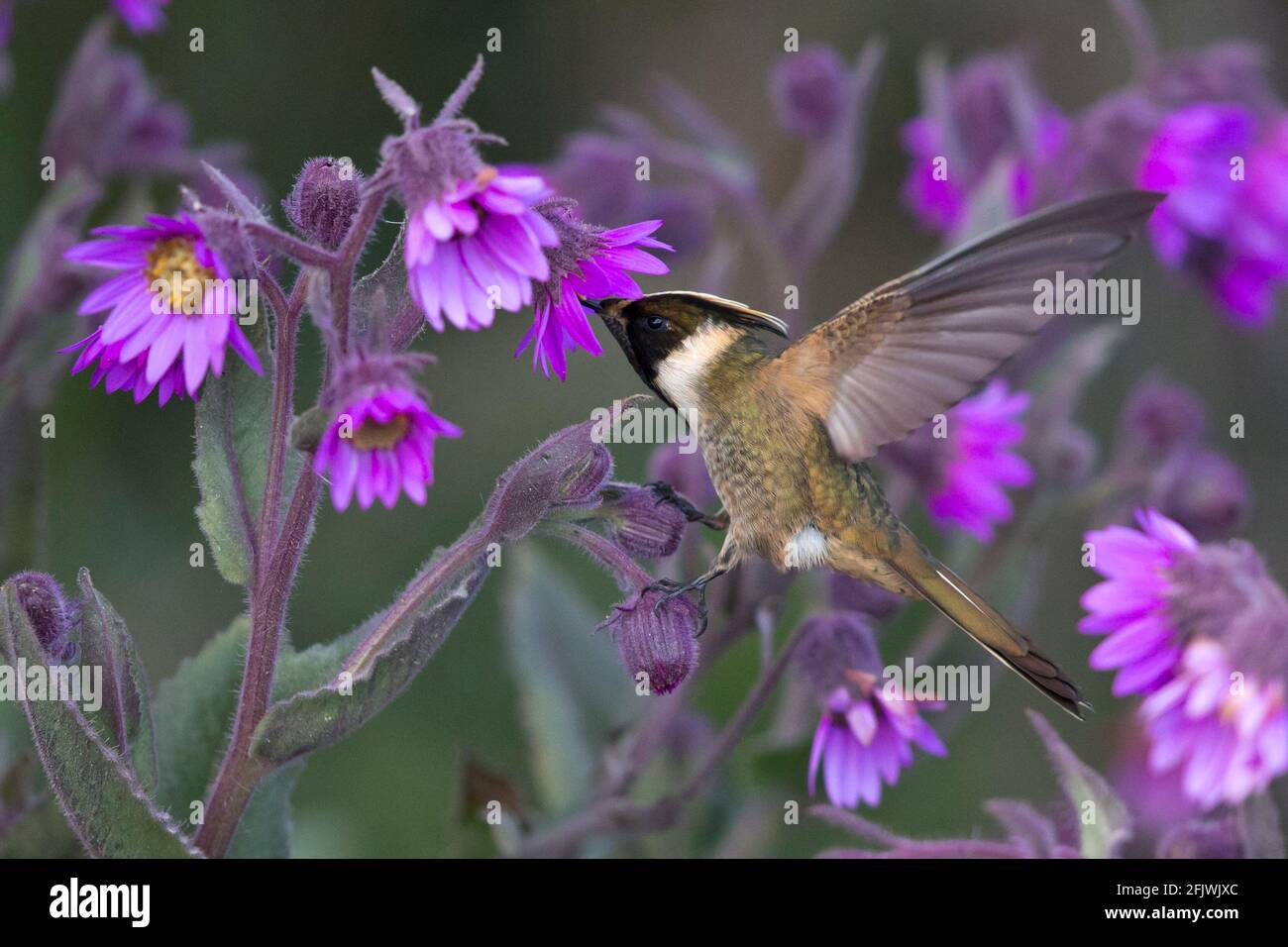 A Buffy Helmetcrest is drining in flight at a pink blossom. It is endemic to few high mountain tops of the Central Andes. Stock Photo