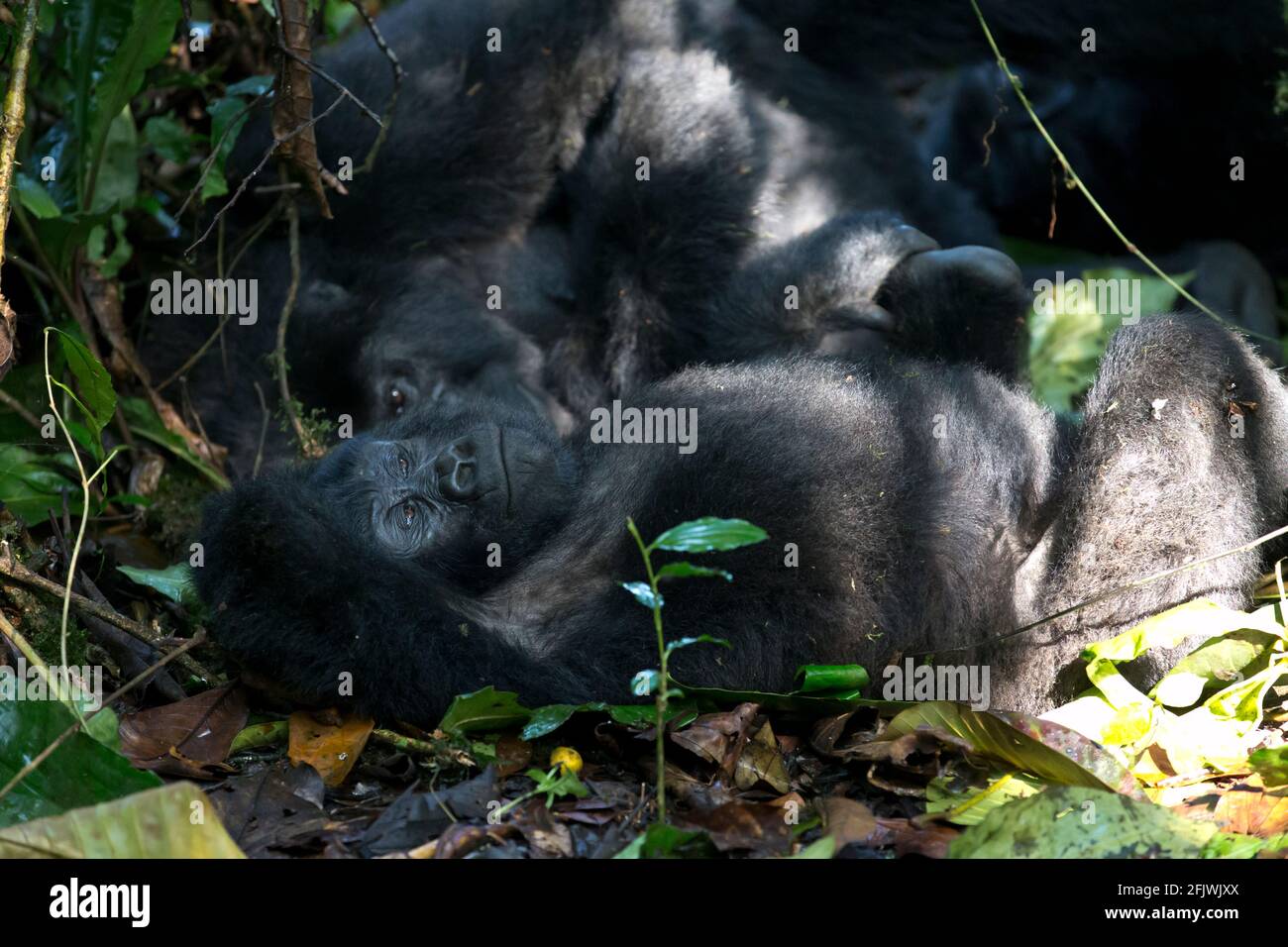 A juvenile Mountain Gorilla is relaxing on the ground of the dark forests of Bwindi Impenetrable National Park. Stock Photo