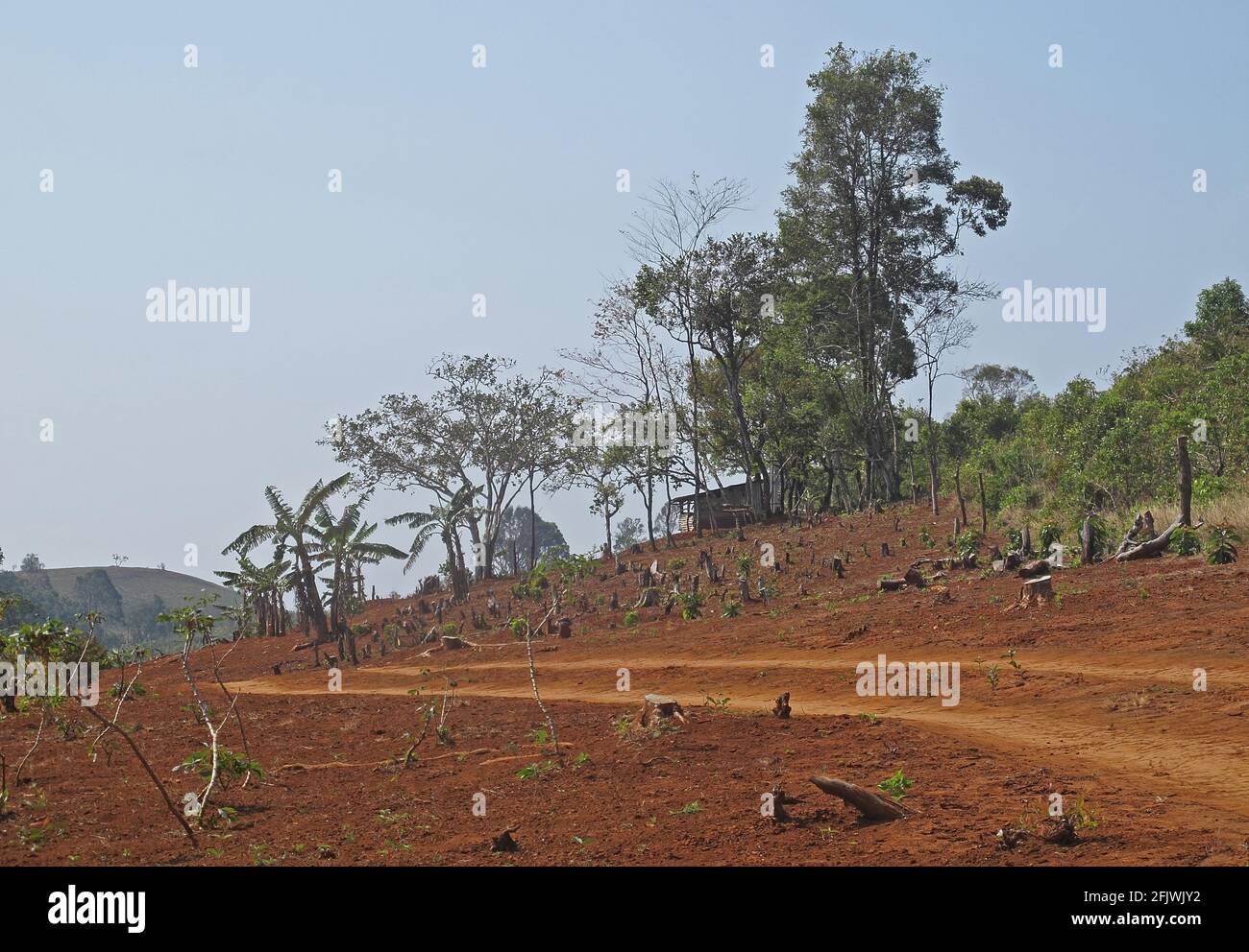 new farm built in forest after recent clearance Dakdam Highlands, Cambodia             January Stock Photo