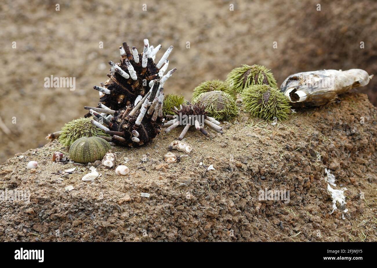 Sea Urchins on land, phylum Echinodermata, Pencil-spined, Eucidaris thousarsii, Green sea urchin, Lytechinus semituberculatus, marine animals, South A Stock Photo