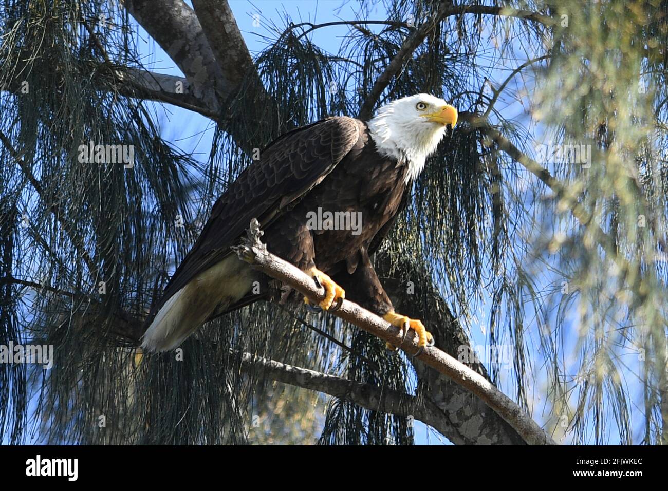 Miami - FL - 20210317 An American Bald Eagle is seen on the edge of the ...