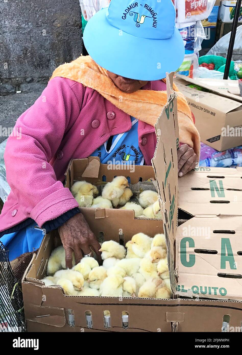 Woman selling baby chicks in the Quito, Ecuador market. Stock Photo