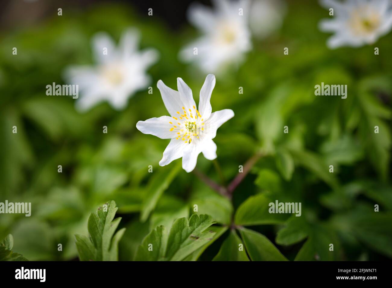 White Wood Anemone wild flowers growing on a forest floor in Ireland