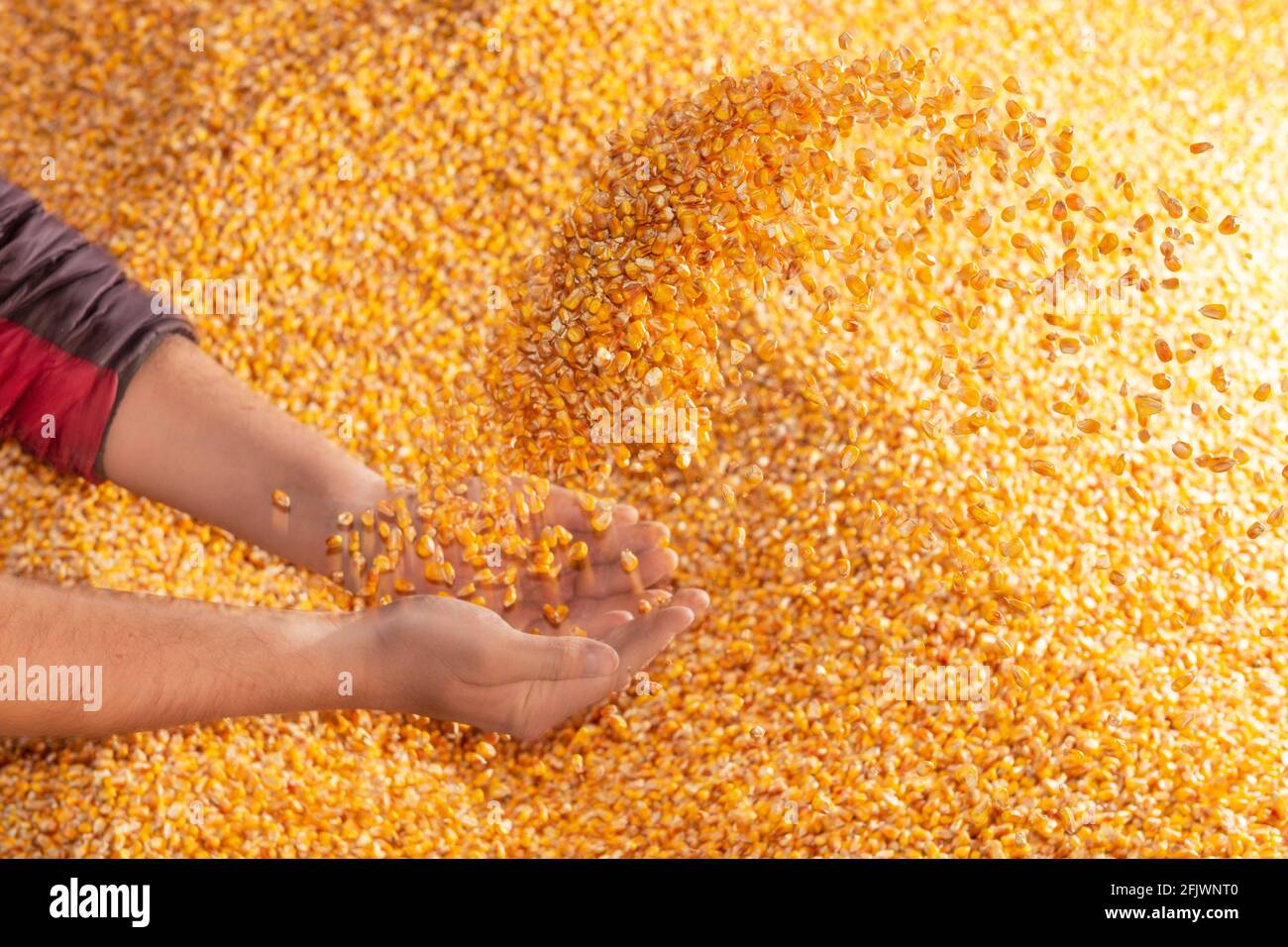 Hands throwing golden seeds from the heap of corn. Golden harvest Stock