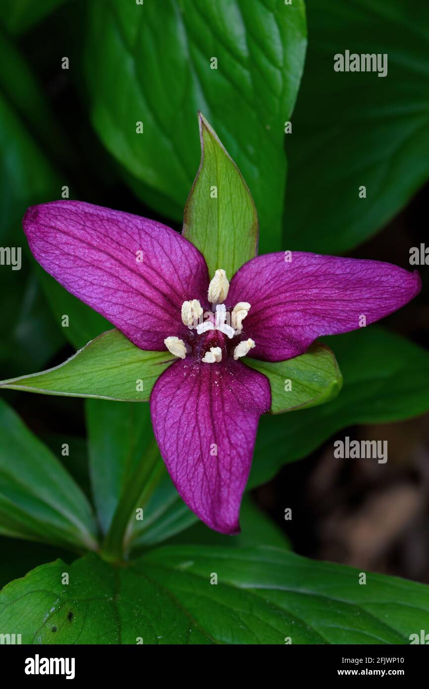 Bright red Trillium blooming in the early spring. Stock Photo