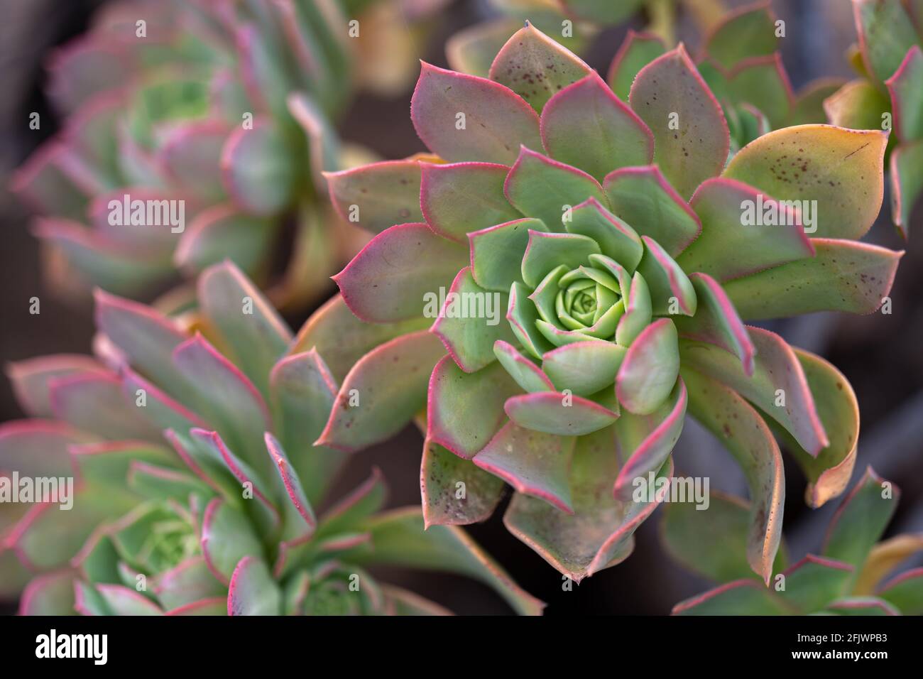 Closeup of growing Aeonium percarneum succule flowers Stock Photo