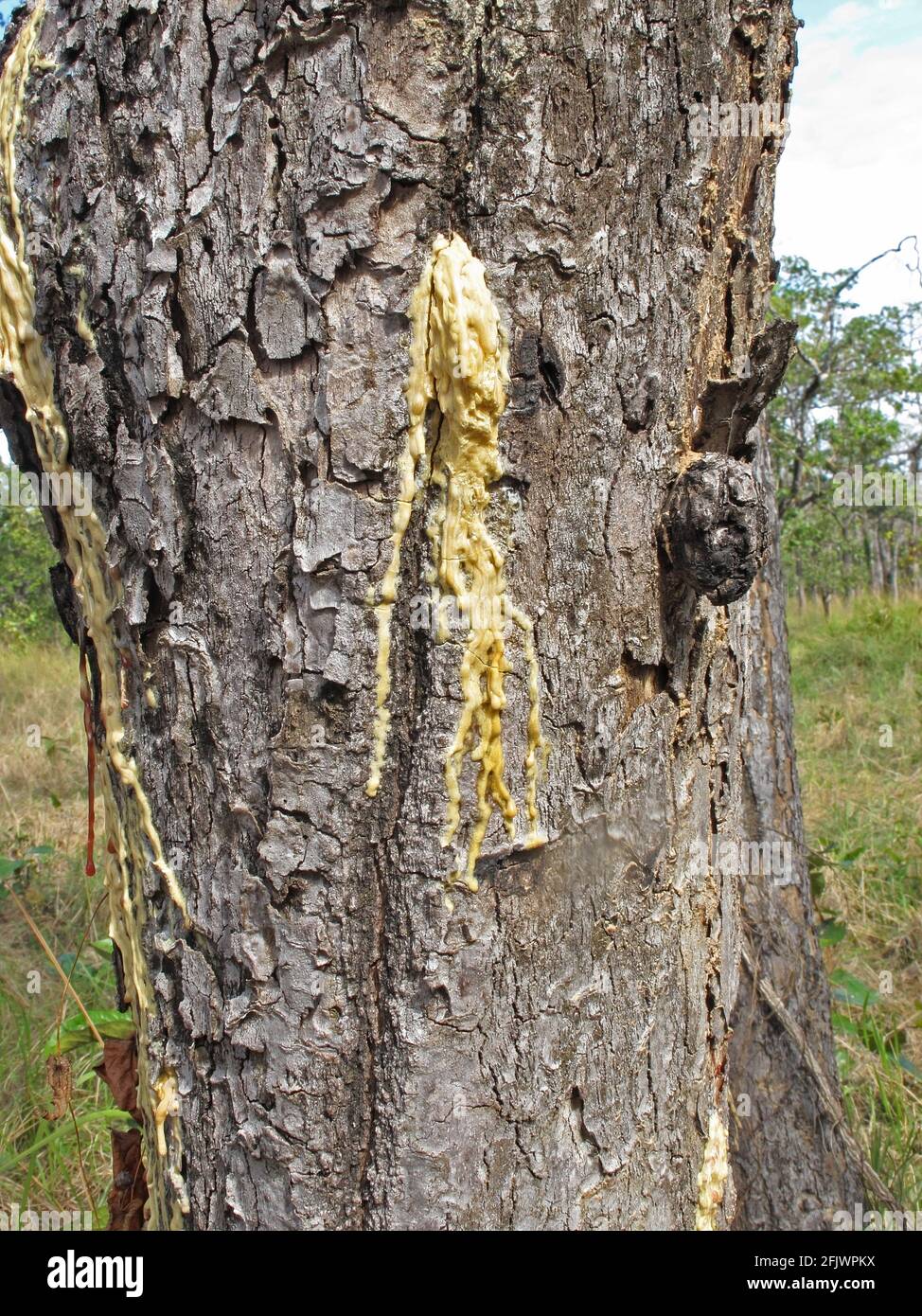 resin escaping naturally from Dipterocarpus alatus tree Prey Veng, Cambodia               January Stock Photo