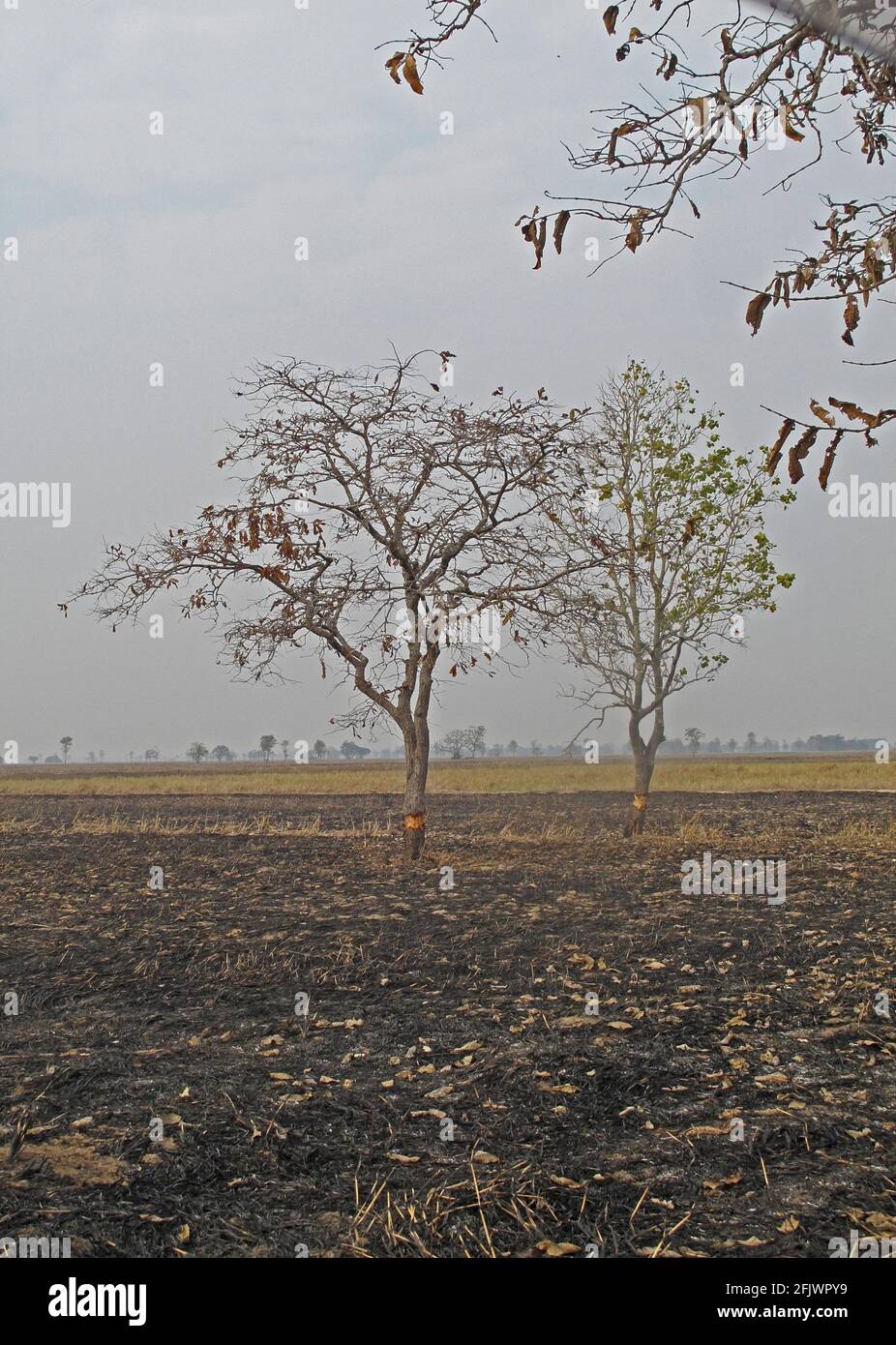ring-barking trees to clear for agriculture, with burnt ground Ang Trapaeng Thmor, Cambodia            January 2013 Stock Photo
