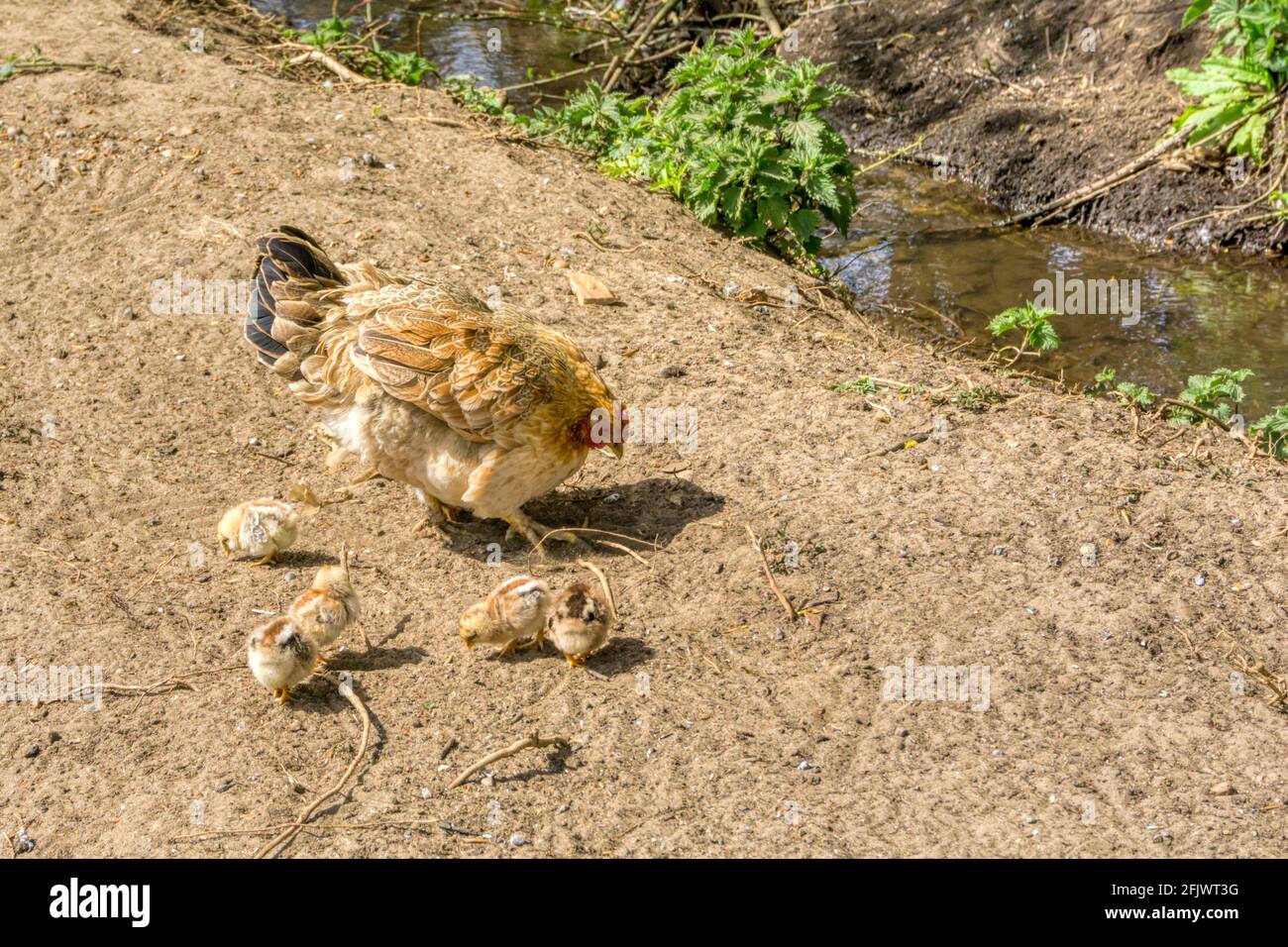 Free range hen with chicks beside a small stream in Norfolk. Stock Photo