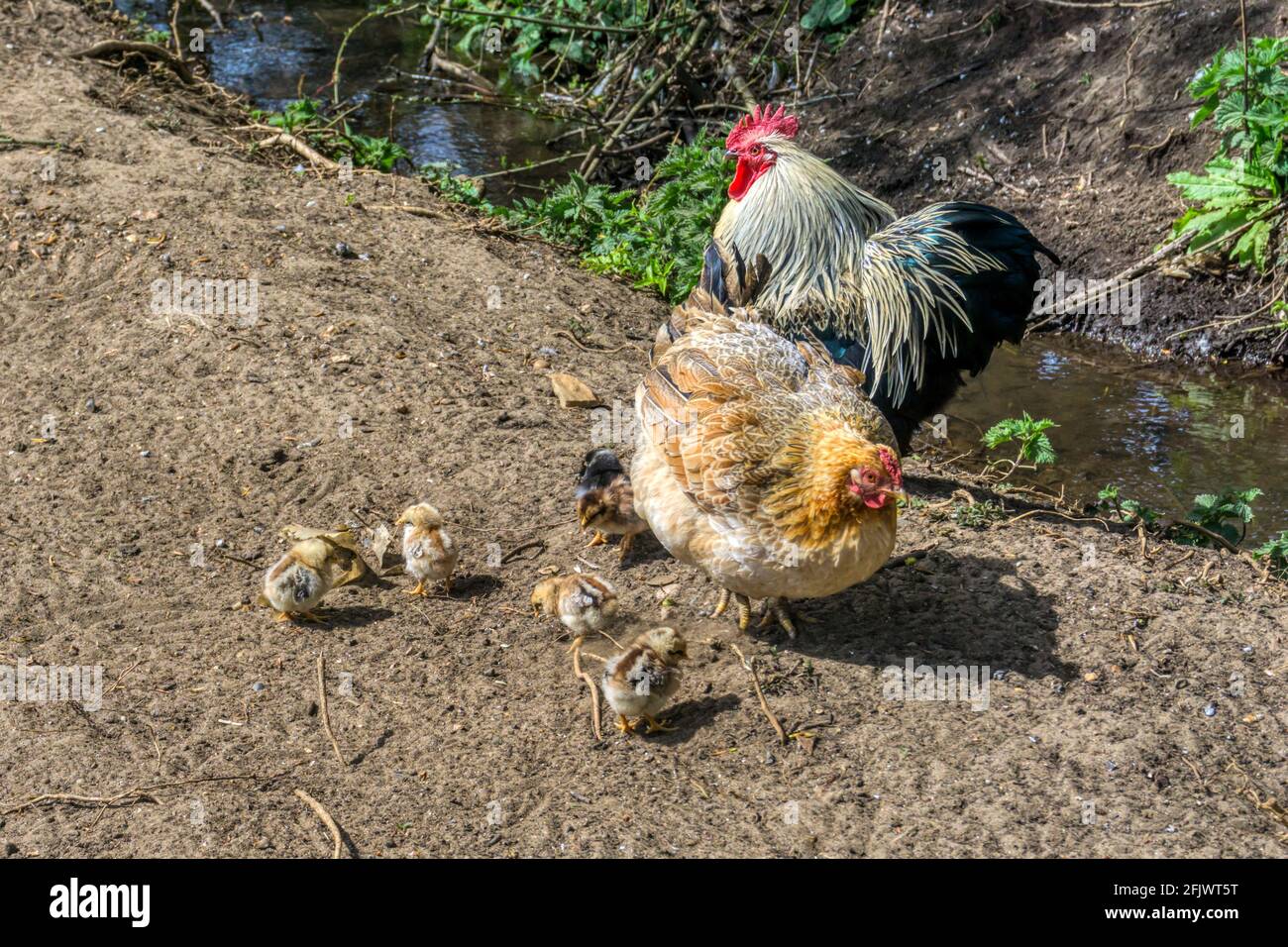 Free range hen & cockerel with chicks beside a small stream in Norfolk. Stock Photo