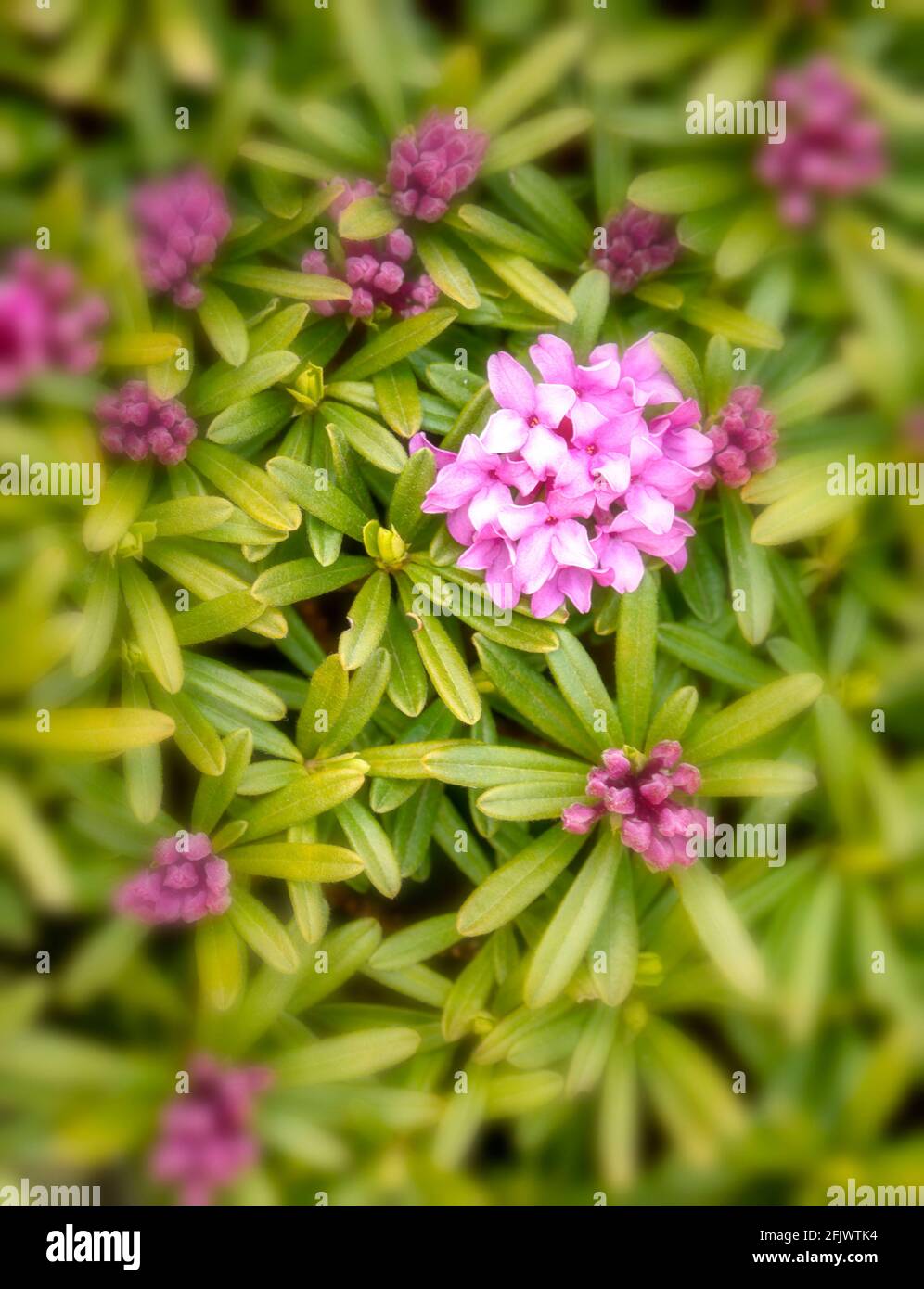 Daphne × susannae 'Tichborne', daphne 'Tichborne',  close-up natural plant portrait Stock Photo