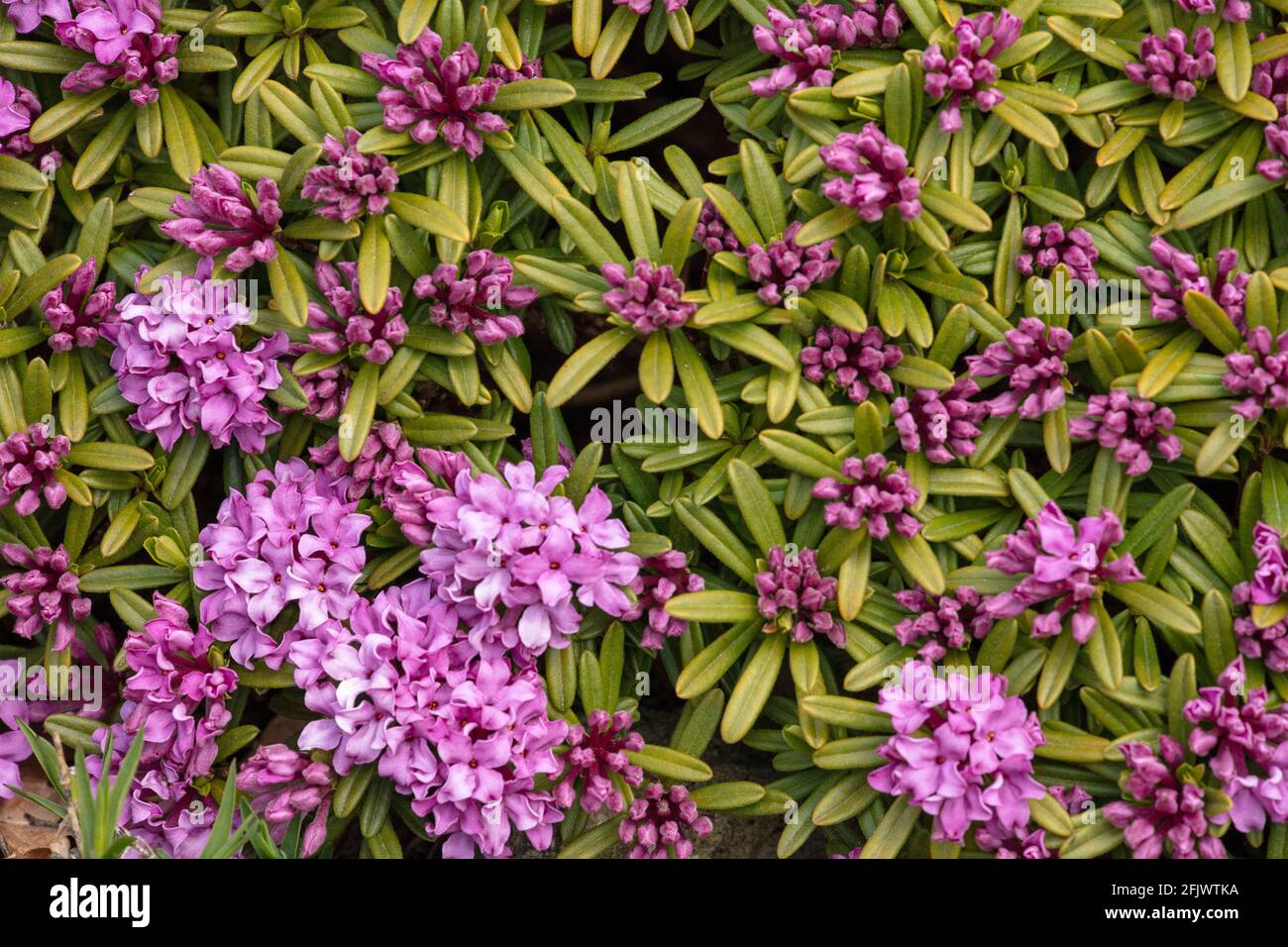 Daphne × susannae 'Tichborne', daphne 'Tichborne',  close-up natural plant portrait Stock Photo