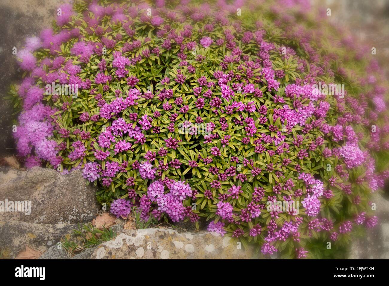 Daphne × susannae 'Tichborne', daphne 'Tichborne' in flower, bright spring sunshine Stock Photo