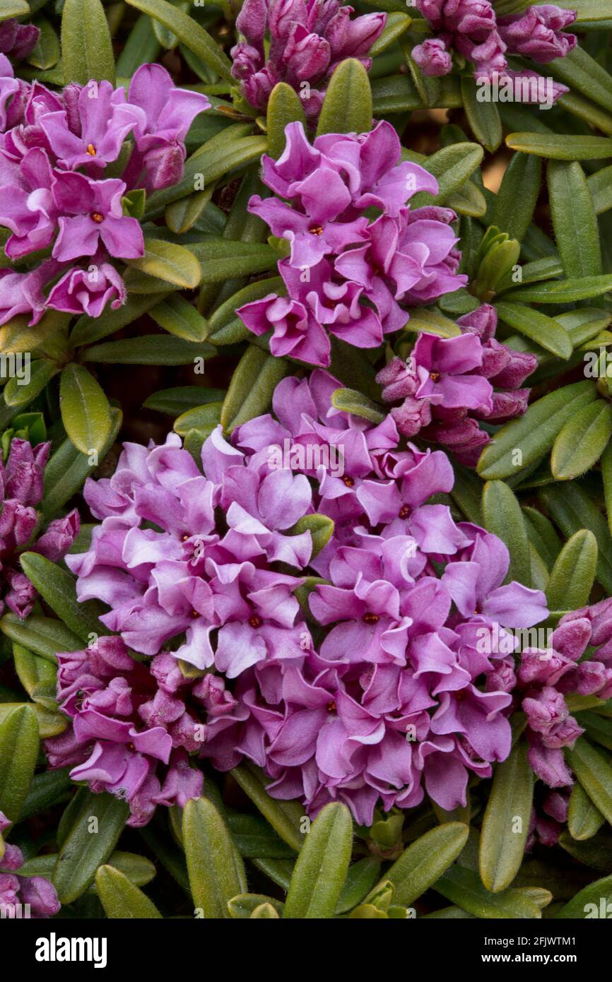 Daphne × susannae 'Tichborne', daphne 'Tichborne' in flower, bright spring sunshine Stock Photo