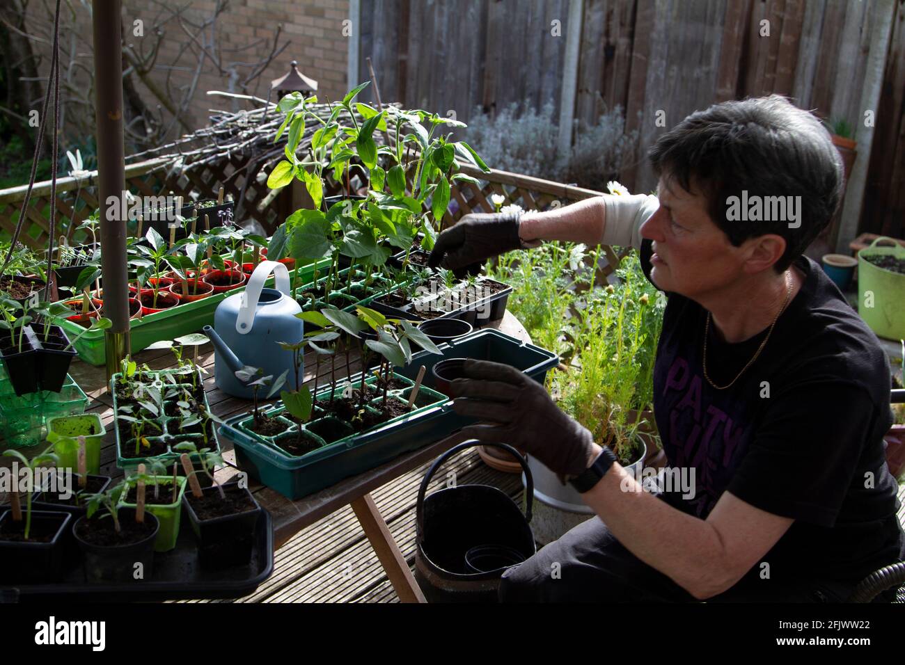 Potting on plants grown from seed Stock Photo