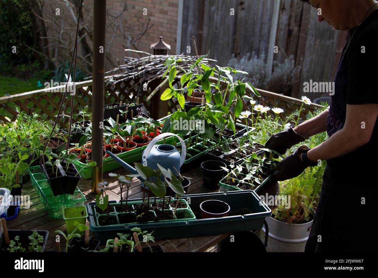 Potting on plants grown from seed Stock Photo