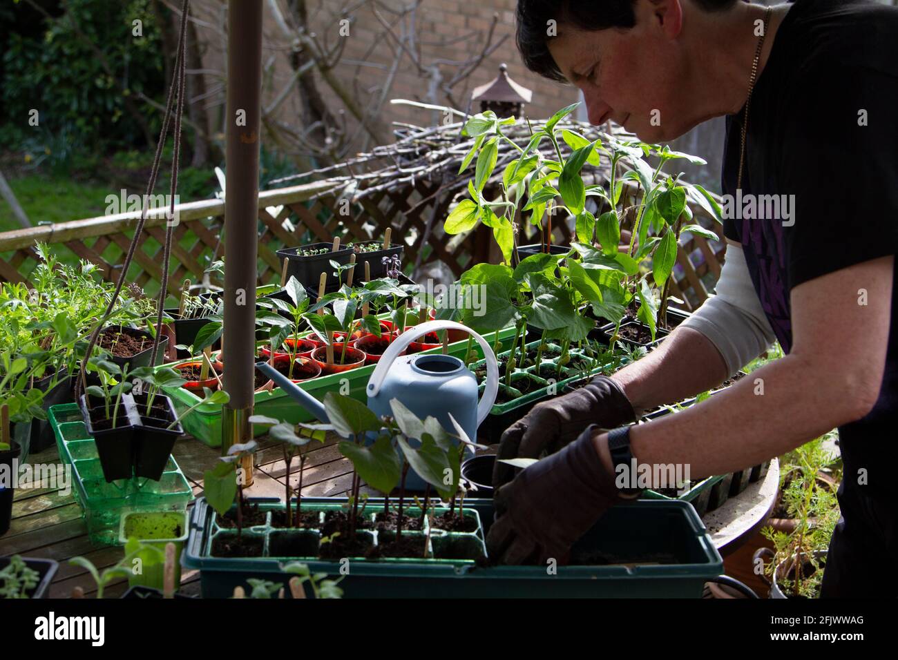 Potting on plants grown from seed Stock Photo Alamy