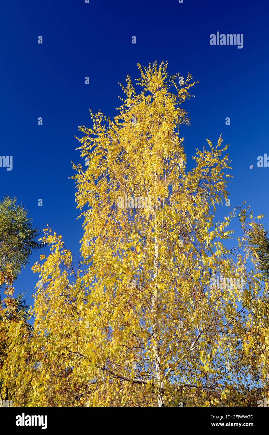 Pollen allergy birch (Betula pubescens Stock Photo Alamy
