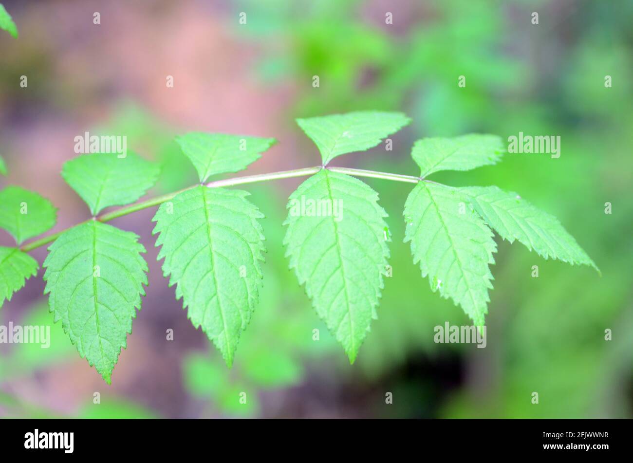 Pollen allergy: young ash tree (Fraxinus excelsior) growing in the forest Stock Photo