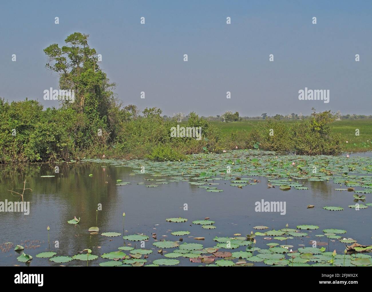 view over wetlands to pelican roost Ang Trapaeng Thmor, Cambodia             January Stock Photo