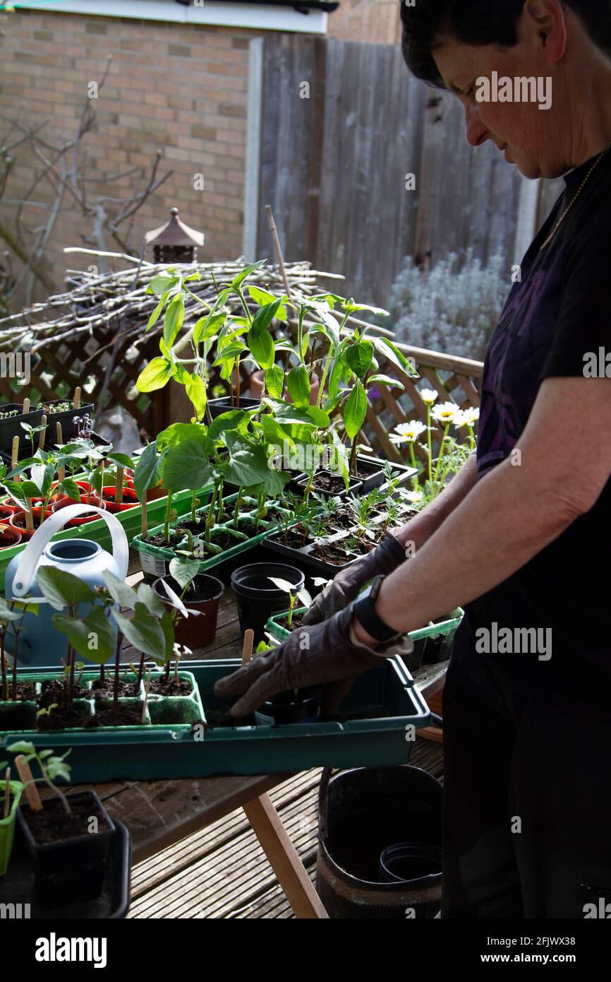 Potting on plants grown from seed Stock Photo Alamy