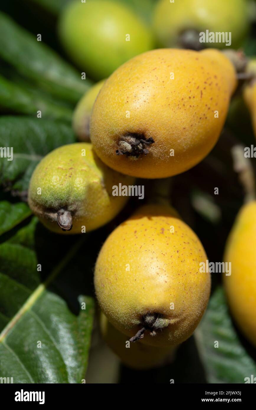Close up of fresh ripe medlars growing on a tree, in portrait format Stock Photo