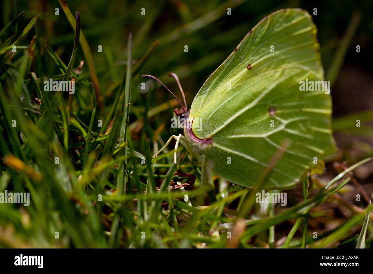 Female Common Brimstone Butterfly (Gonepteryx rhamni) Stock Photo