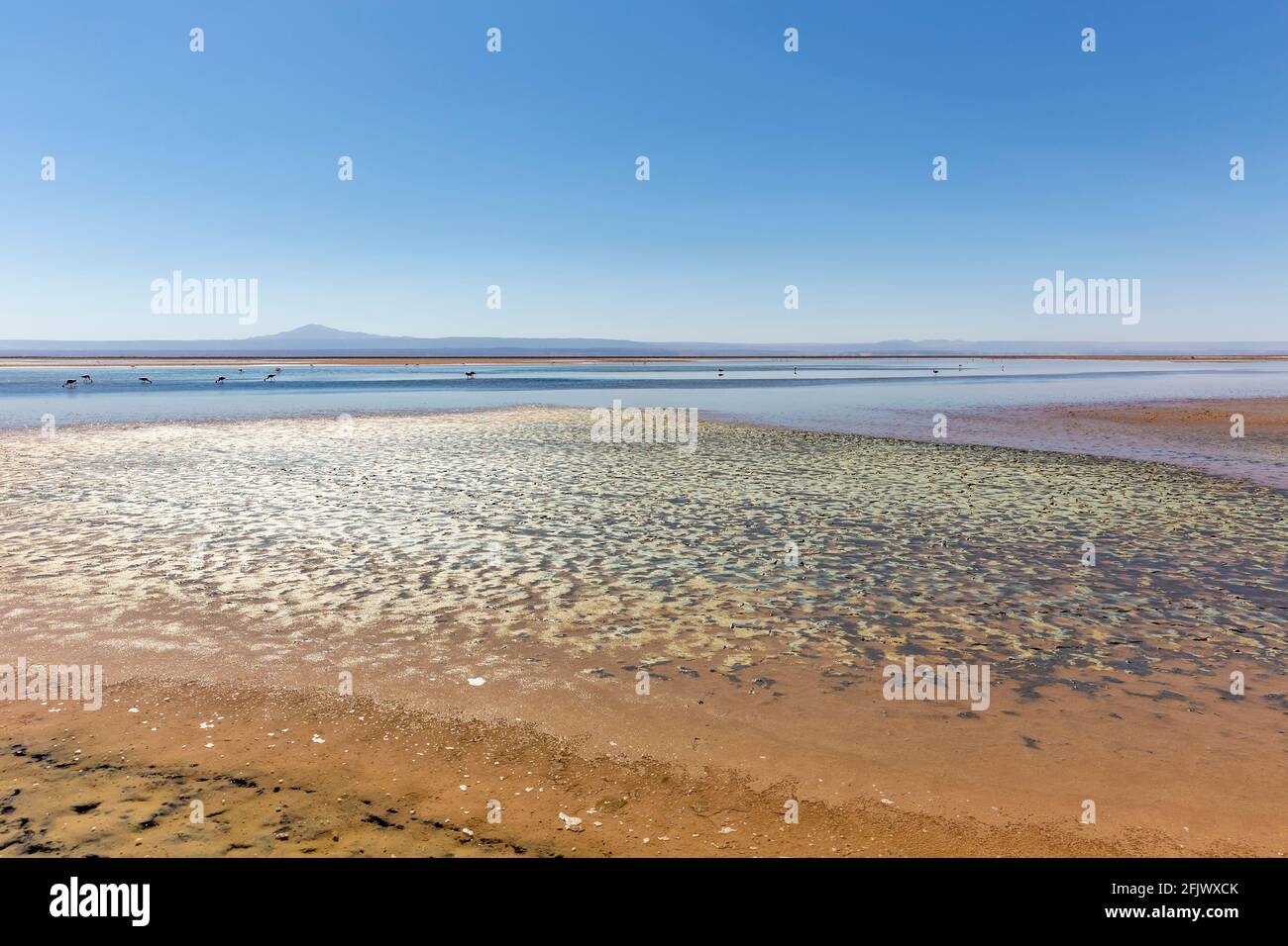 Beautiful landscape of the Chaxa Lagoon Laguna with reflection of surroundings and blue sky in Salar of Atacama, Chile Stock Photo