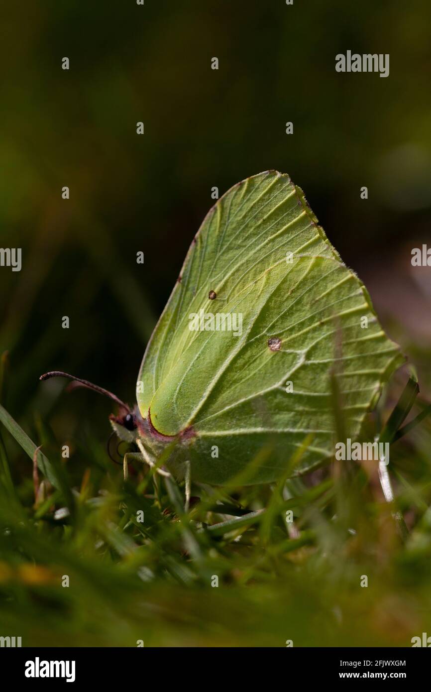 Female Common Brimstone Butterfly (Gonepteryx rhamni) Stock Photo
