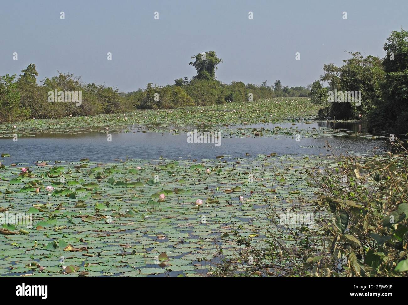 view over wetlands with water lillies Ang Trapaeng Thmor, Cambodia             January Stock Photo
