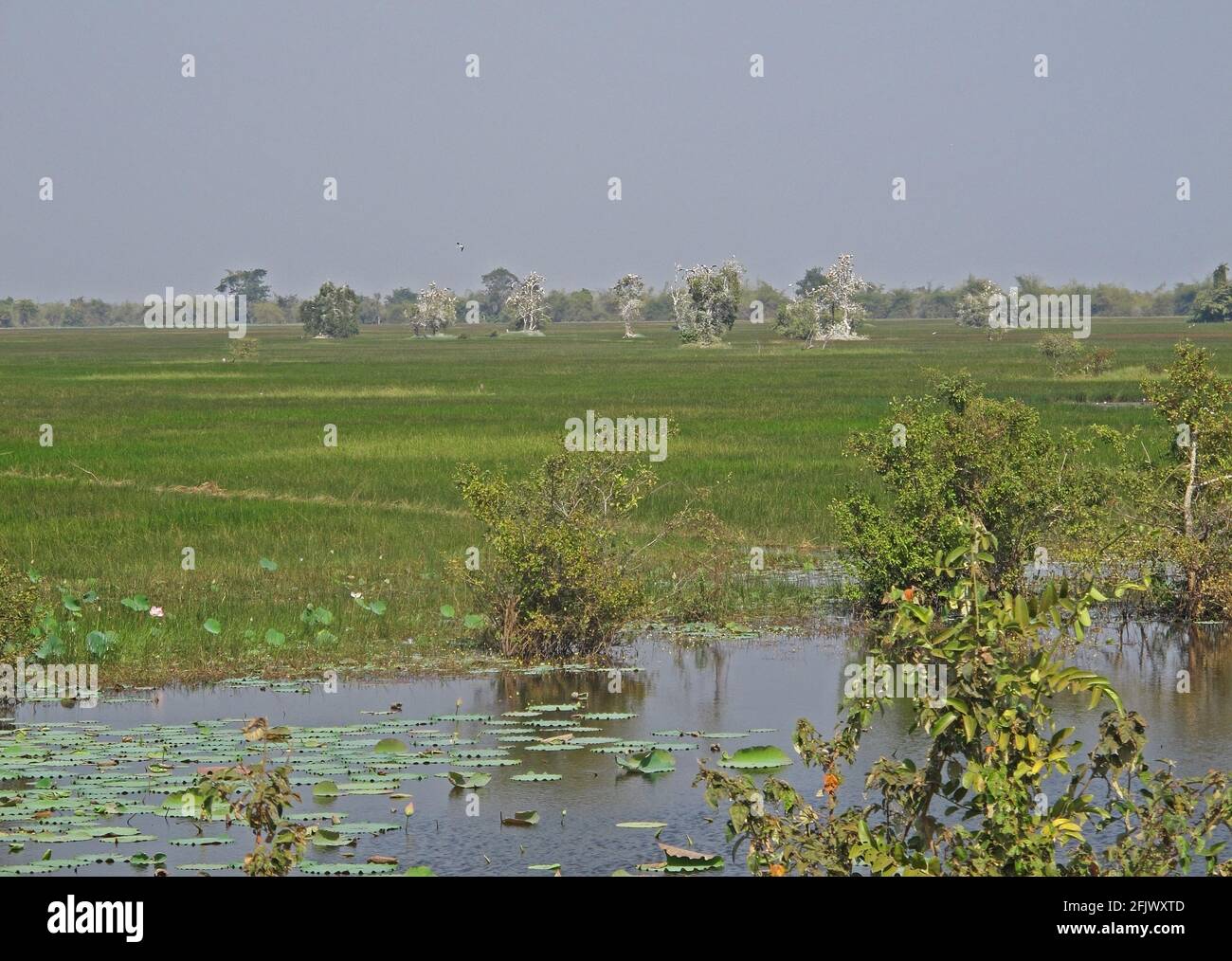 view over wetlands to pelican roost Ang Trapaeng Thmor, Cambodia             January Stock Photo