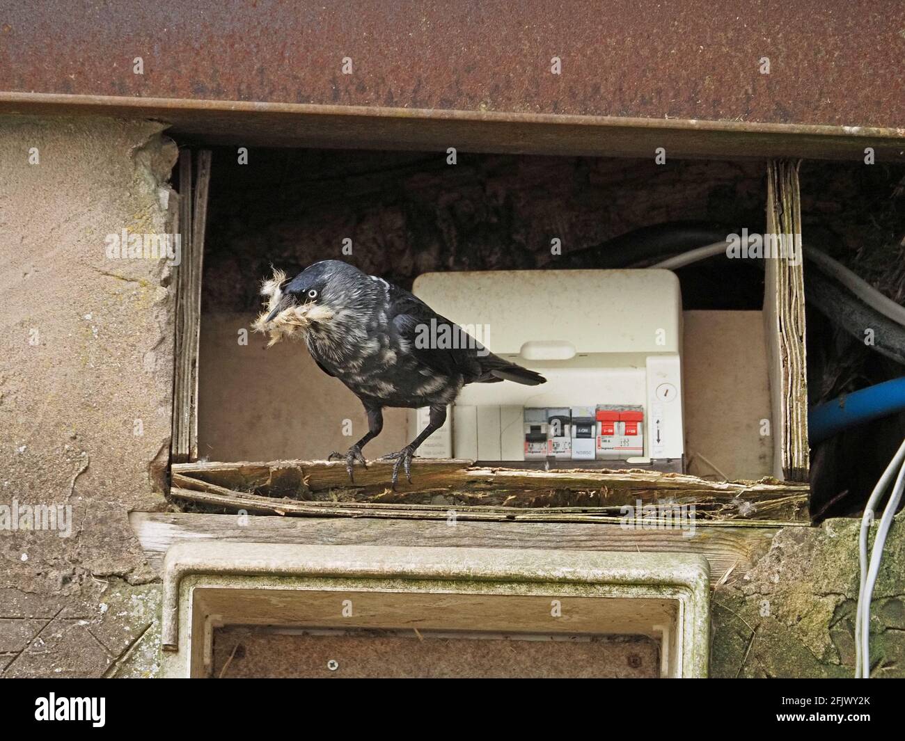 western jackdaw (Corvus monedula) with unusual white mottled plumage carries nesting material beside exposed electrical fuse box in Cumbria,England,UK Stock Photo