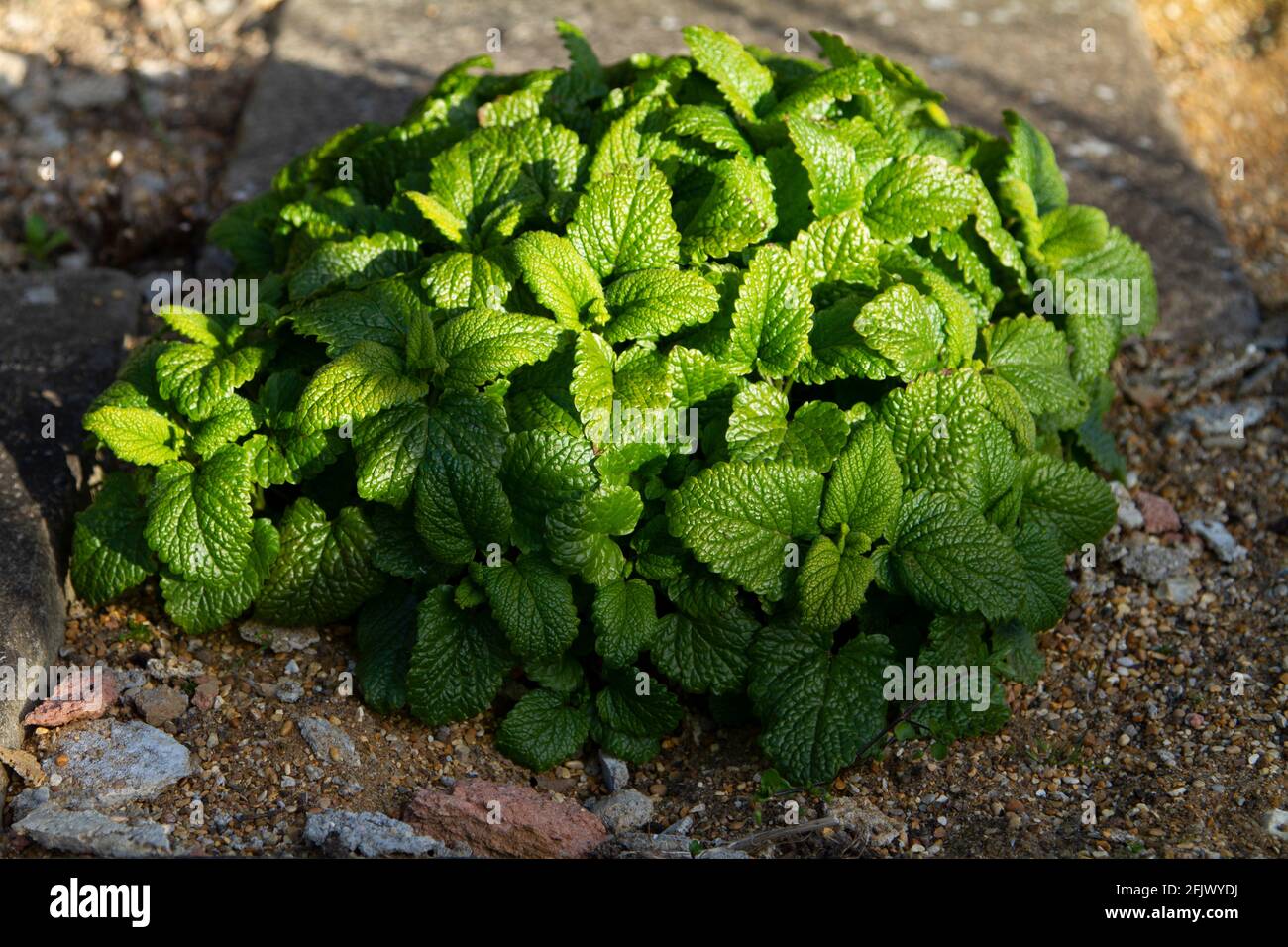 Lemon balm Stock Photo