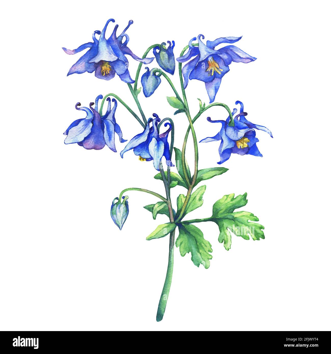 The branch flowering blue Aquilegia (common names: granny's bonnet or columbine). Watercolor hand drawn painting illustration on white background. Stock Photo