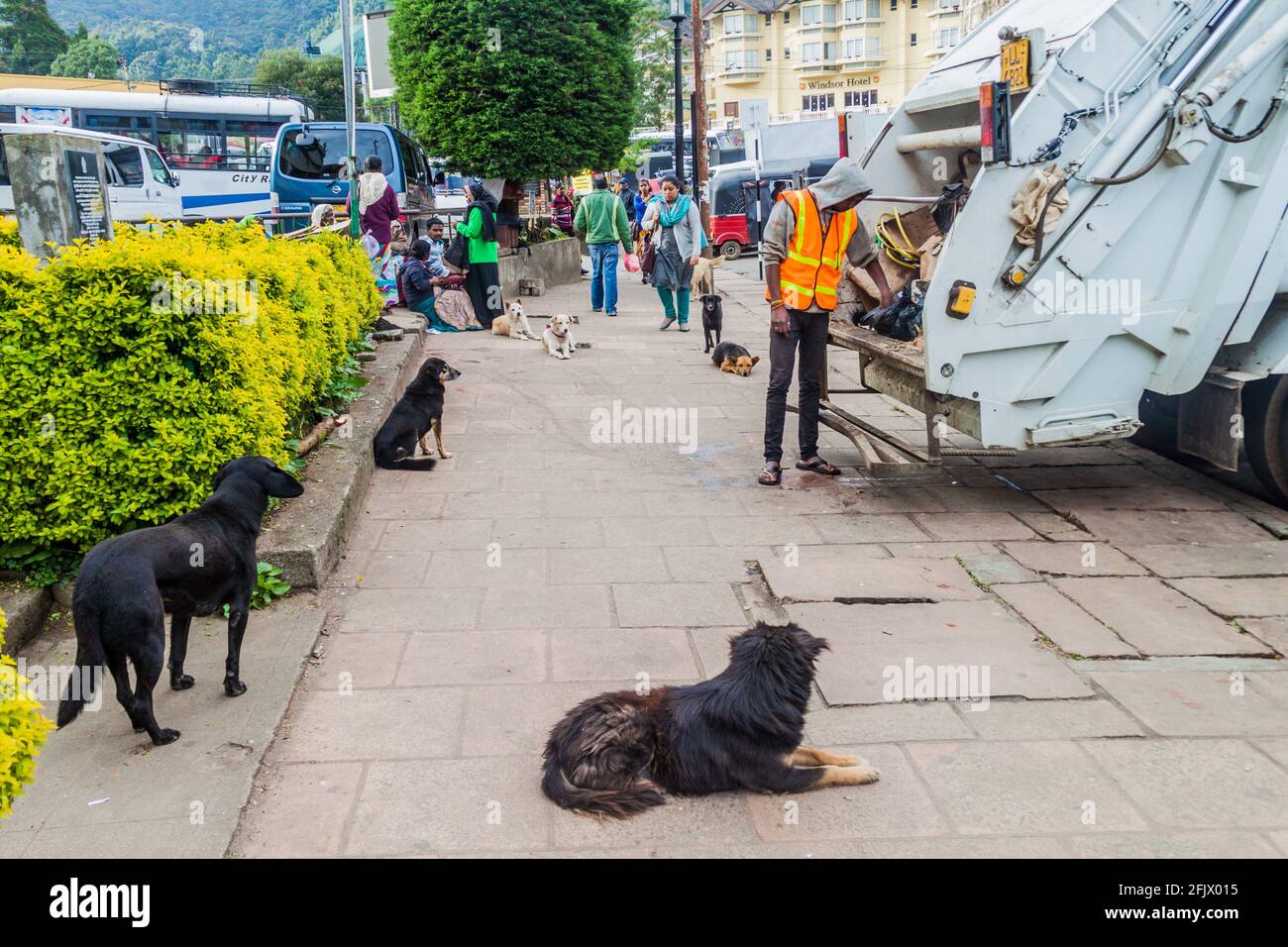 NUWARA ELIYA, SRI LANKA - JULY 16, 2016: Stray dogs watch trash collectors in Nuwara Eliya town. Stock Photo