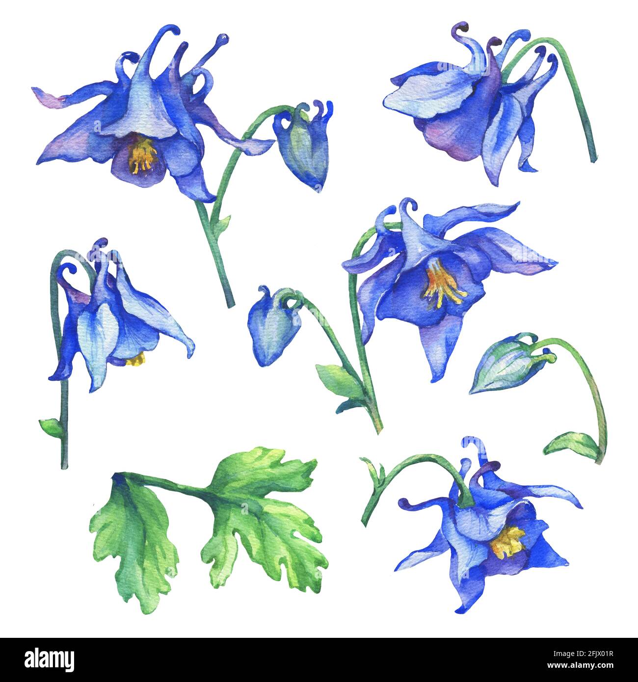 Set flowering blue Aquilegia (common names: granny's bonnet or columbine). Watercolor hand drawn painting illustration on white background. Stock Photo