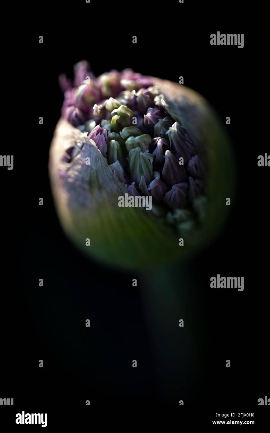 Allium coming into flower Stock Photo