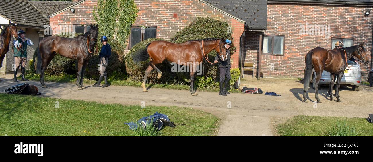 Lambourn Racing open day, National Hunt Horses Stock Photo - Alamy