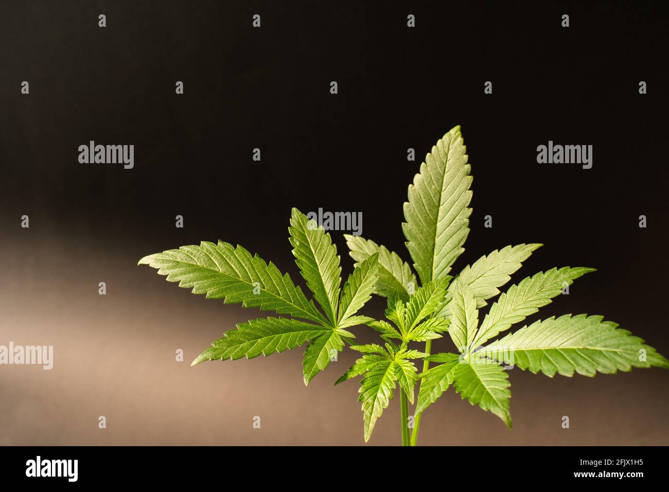 Green leafs of a young cannabis plant, Bubble Kush Automatic, black background with light gradient, horizontal format Stock Photo
