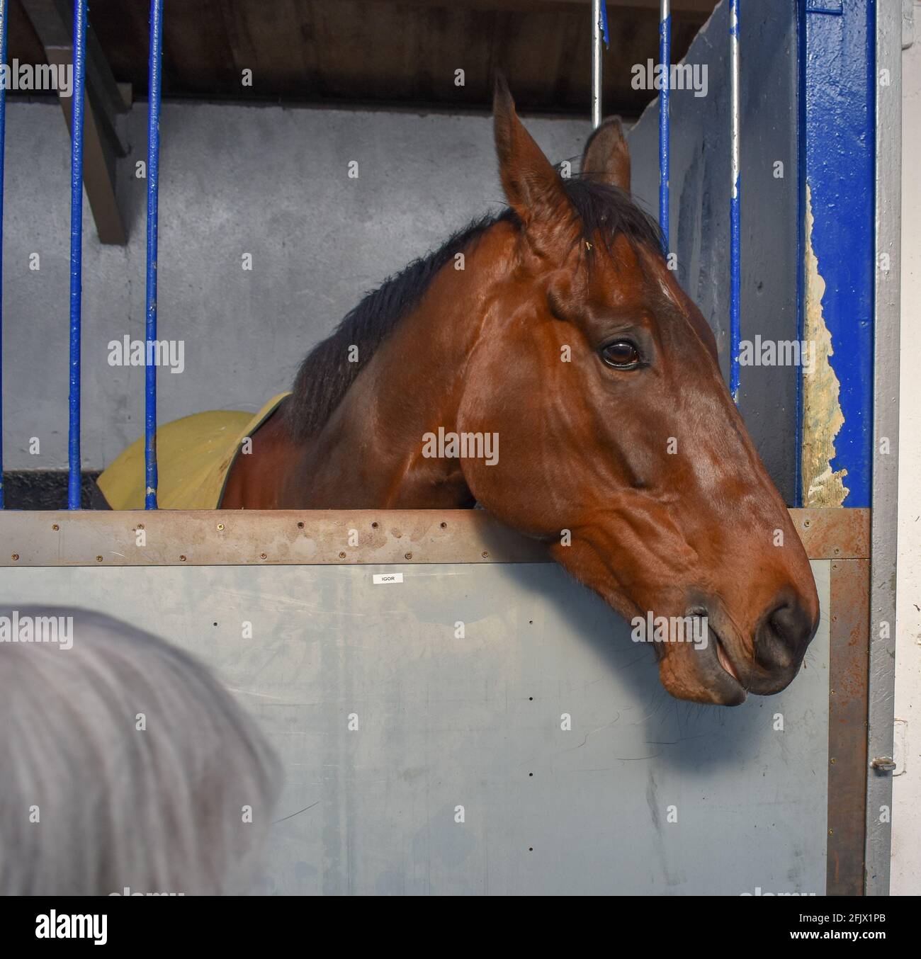Lambourn Racing open day, National Hunt Horses Stock Photo Alamy