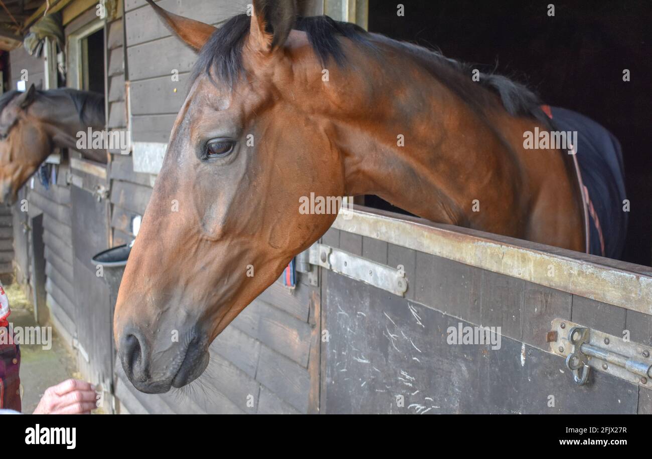 Lambourn Horse Racing stables open day Stock Photo Alamy