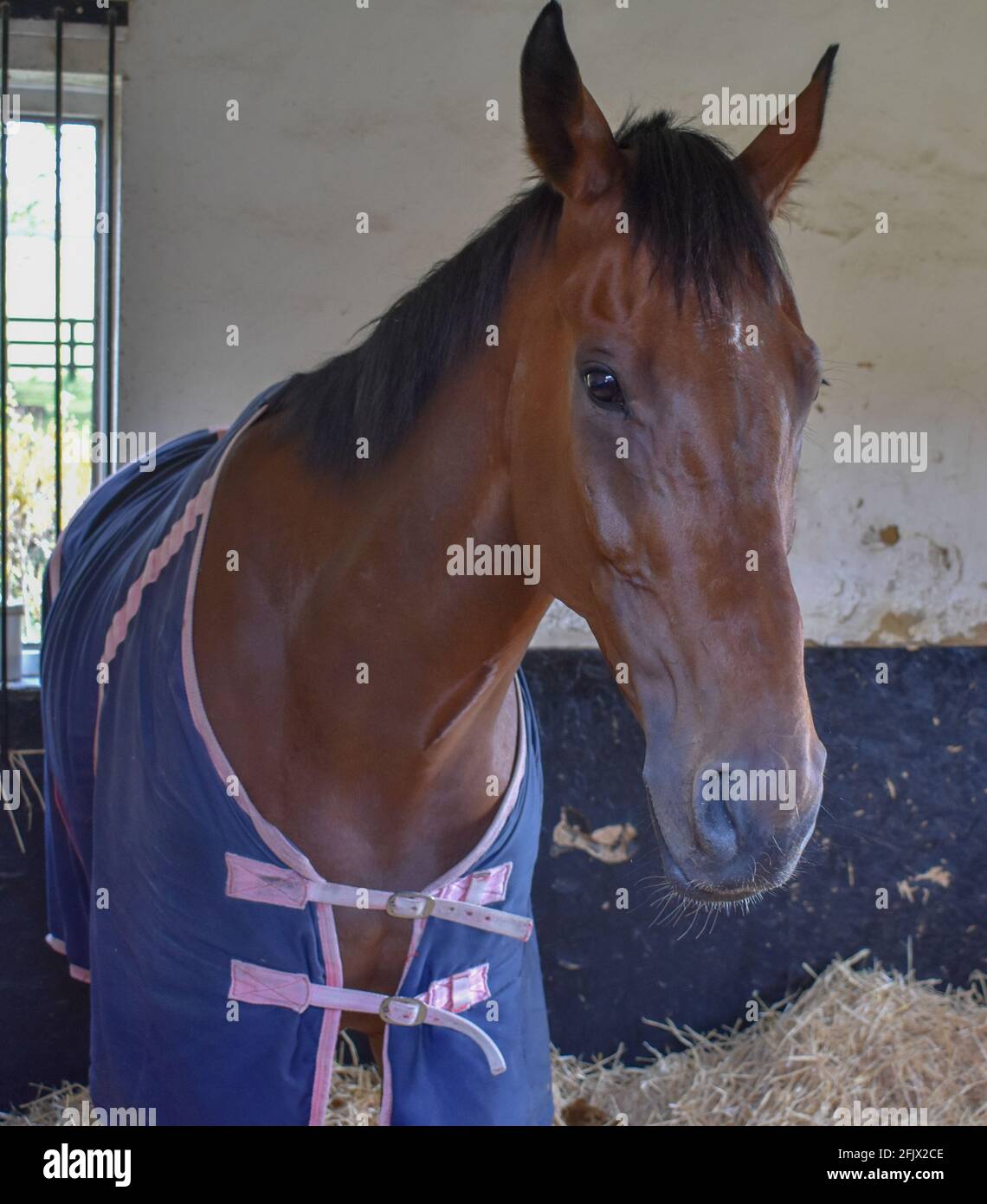 Lambourn Horse Racing stables open day Stock Photo Alamy